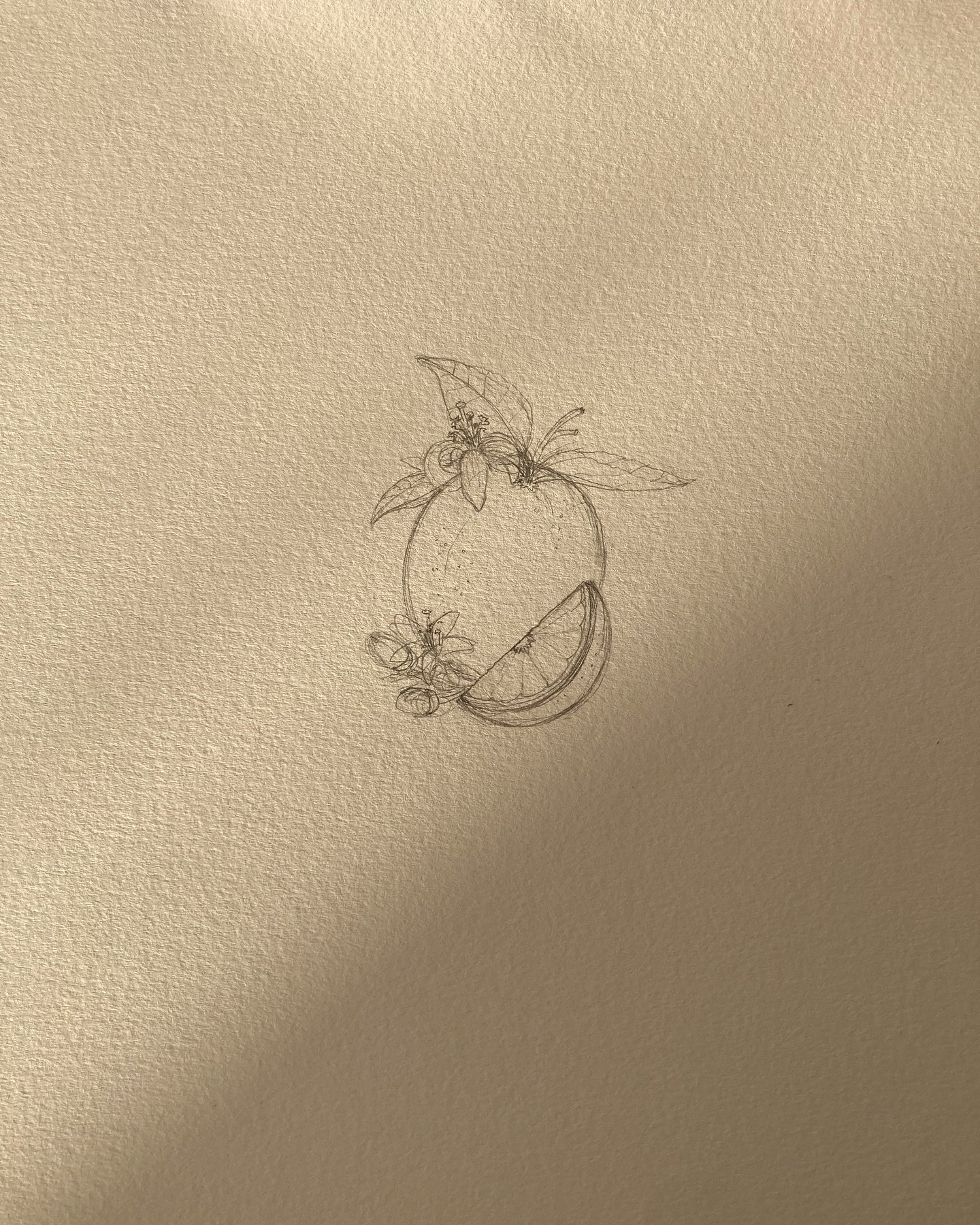 Sweet Orange 🍊 Drawings 

#sweetorange #sweetorangeessentialoil #orange #orangedrawing