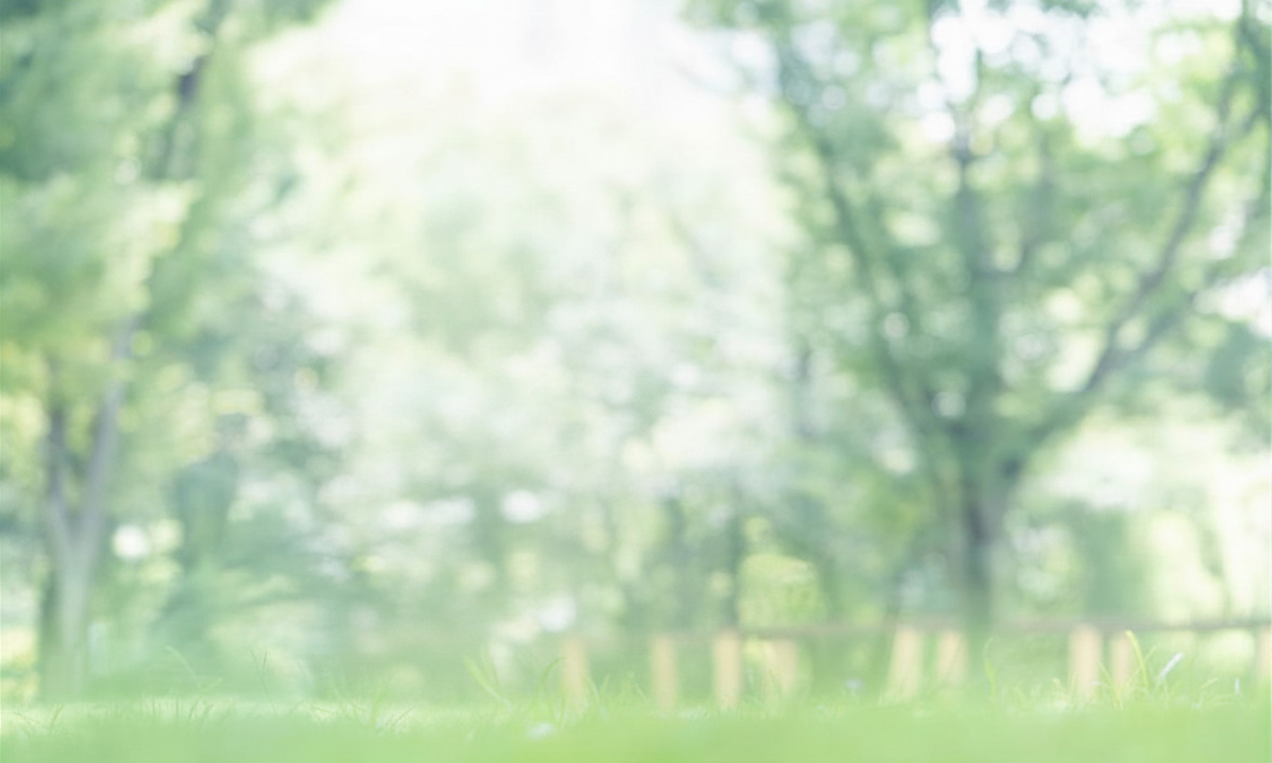 Blurred image of green trees and grass in a park or forest with sunlight filtering through the leaves.
