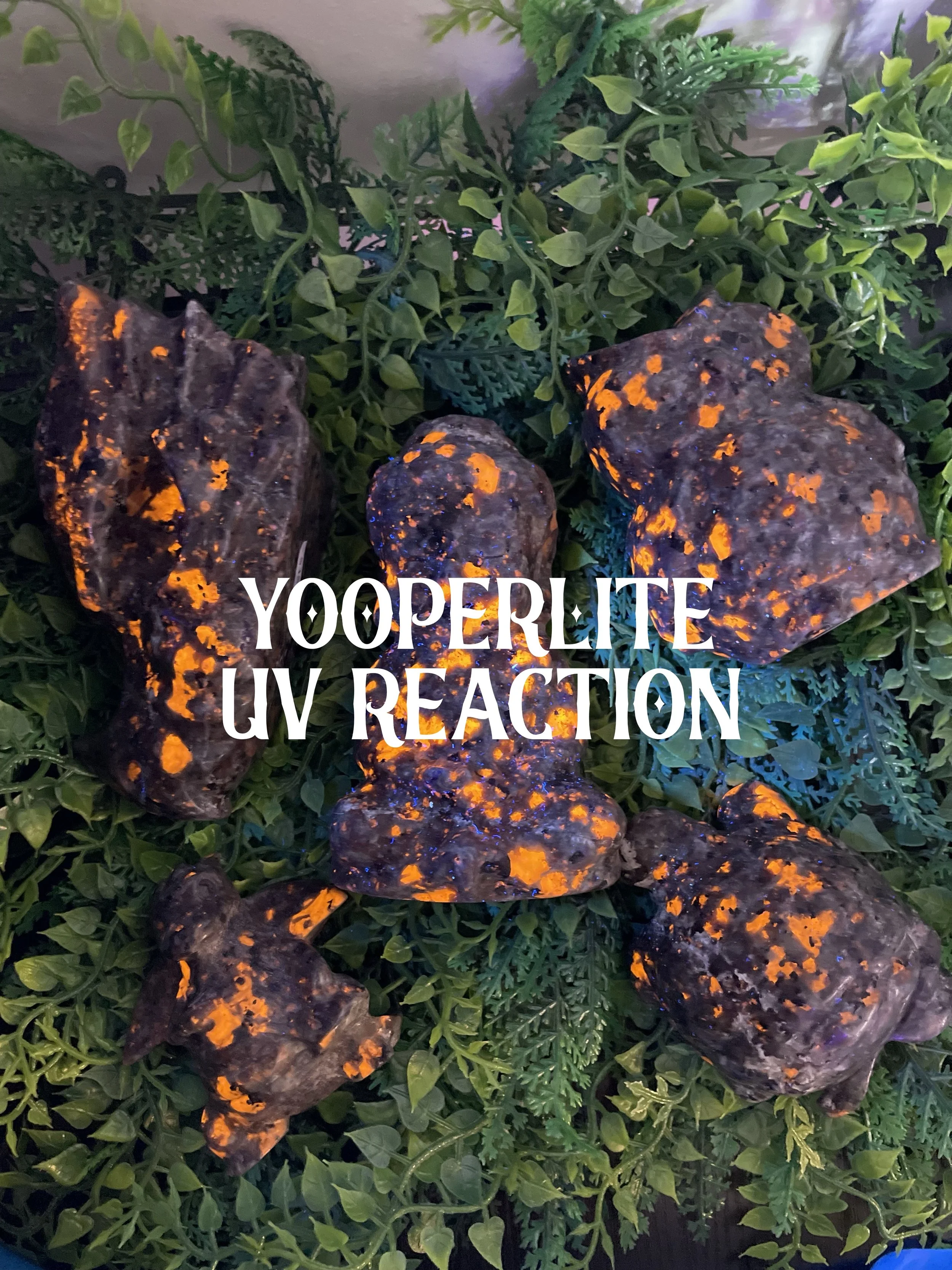 Glow-in-the-dark rocks with orange and black colors surrounded by green plants, with overlay text 'YOOPERLITE UV REACTION'.