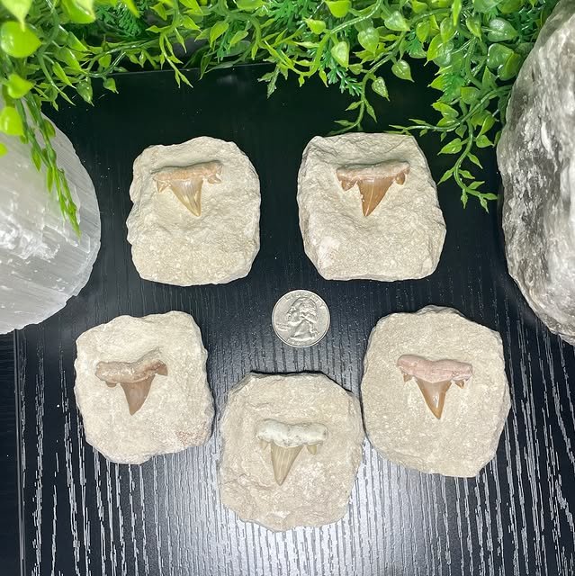 New in! Shark Tooth in Matrix! Only $4 each! Comment to claim or message me! Larger ones available for $6! #crystal #communitysupport #ohio #vendorswanted #vendor #crystalshop