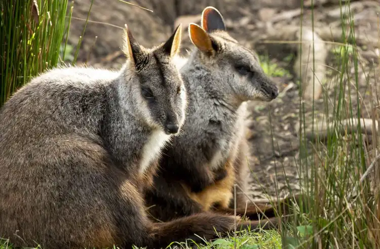 21882_brush-tailed_rock-wallabies_healesville_sanctuary.jpg