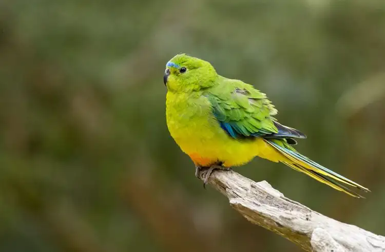 22407_orange-bellied_parrot_healesville_sanctuary.jpg