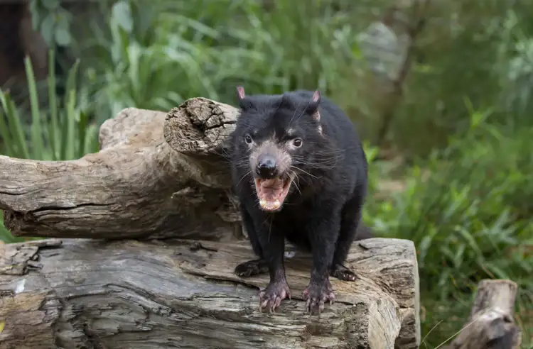 22521_tasmanian_devil_melbourne_zoo1.jpg