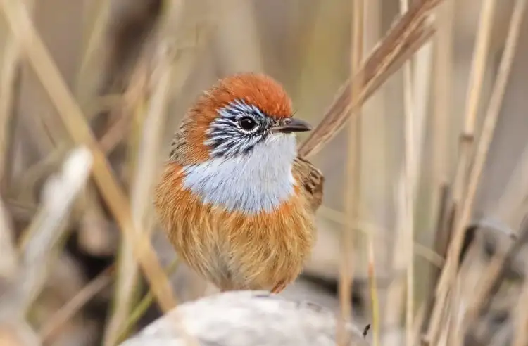 23483_mallee_emu-wren_offsite.jpg