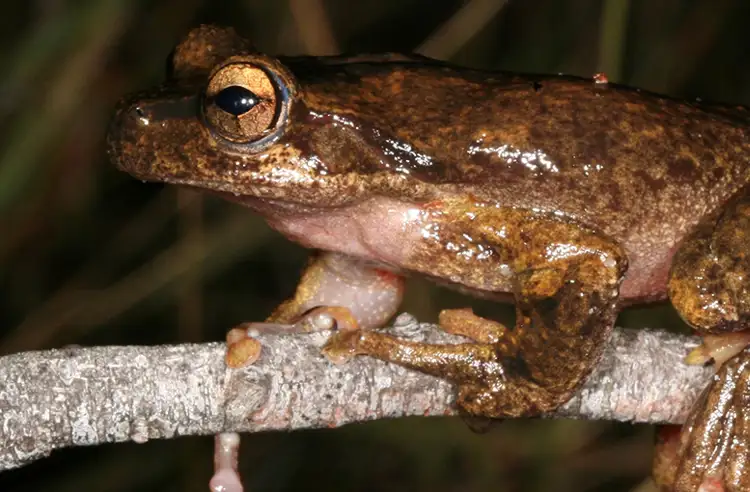 animal-detail-page_0005_large-brown-tree-frog-creditmichael-mcfadden.jpg
