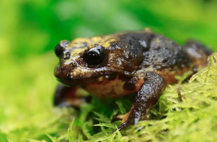 baw-baw-frog-2000x570.jpg