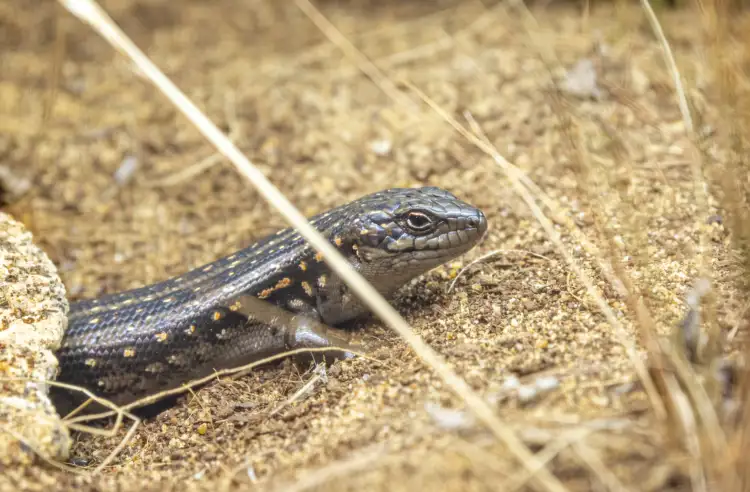 guthega-skink-101-4500x2268.jpg