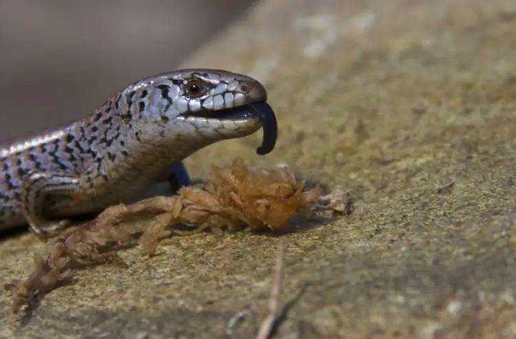alpine-she-oak-skink-2000x570.jpg