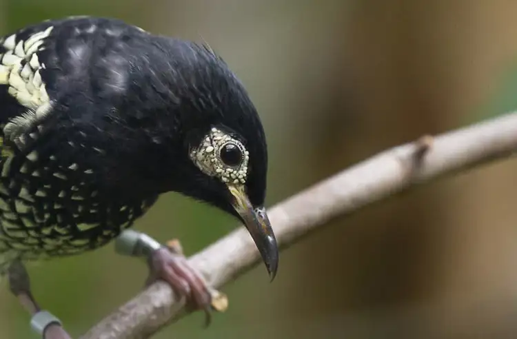 22249_regent_honeyeater_melbourne_zoo.jpg