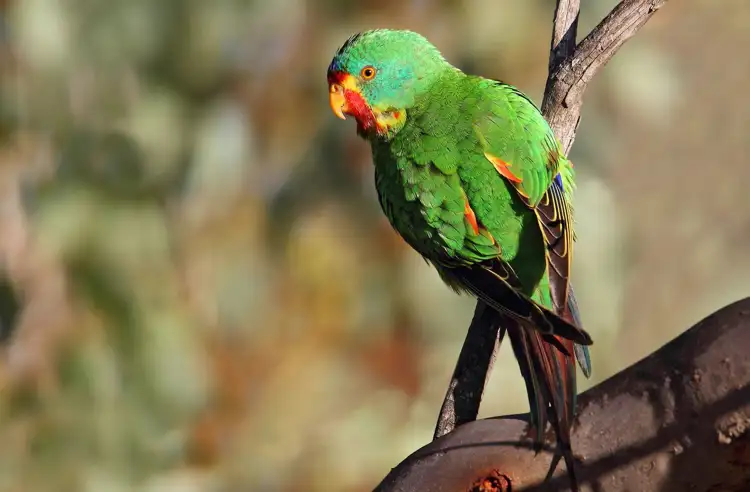 23484_swift_parrot_offsite.jpg