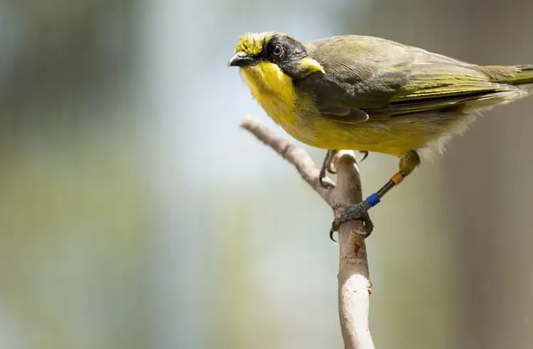 18660_juvenile_helmeted_honeyeater_healesville_sanctuary.jpg