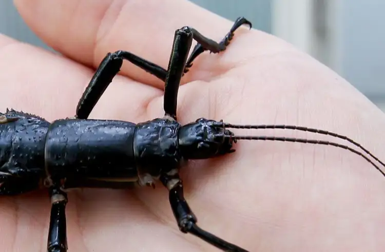 7061_lord_howe_island_stick_insect_melbourne_zoo1.jpg