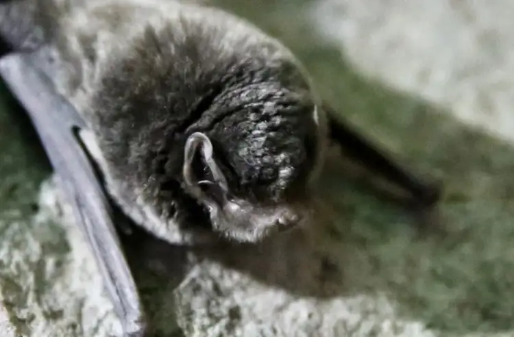 9290_southern-bent-wing-bat_healesville-sanctuary.jpg