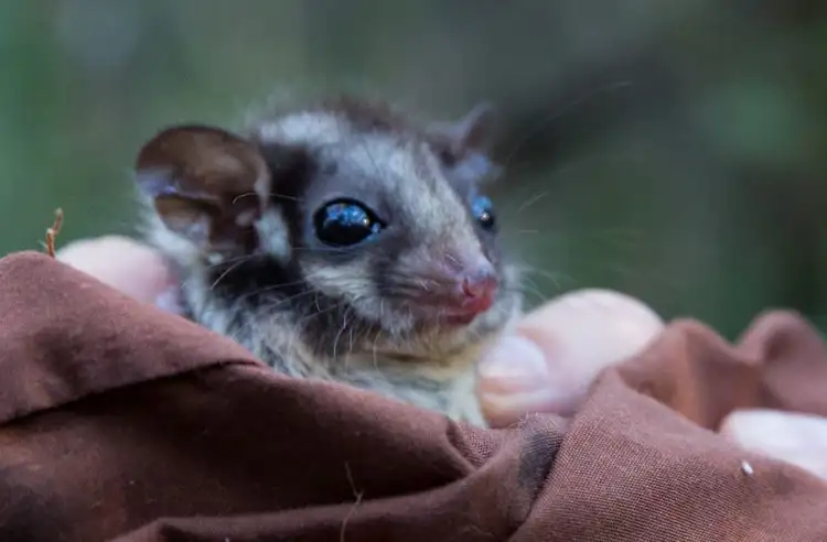 22861_leadbeater_s_possum_monitoring_offsite.jpg
