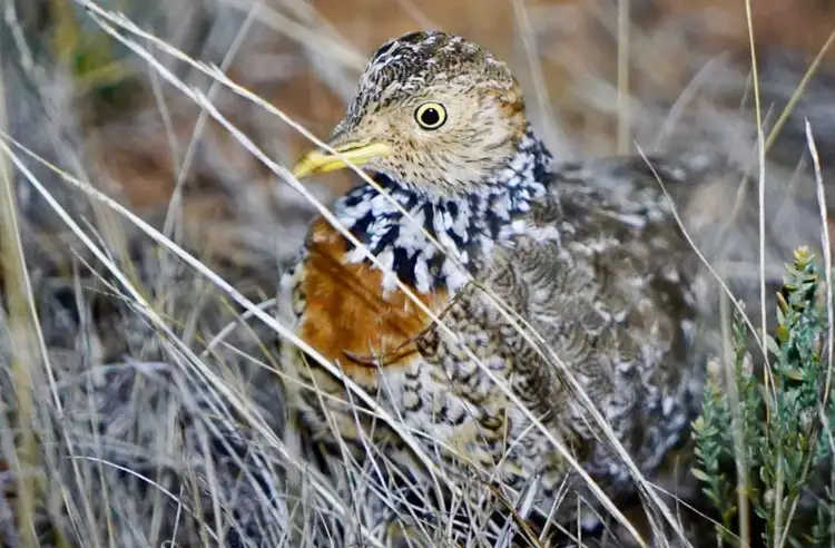 11190_plains_wanderer_offsite.jpg