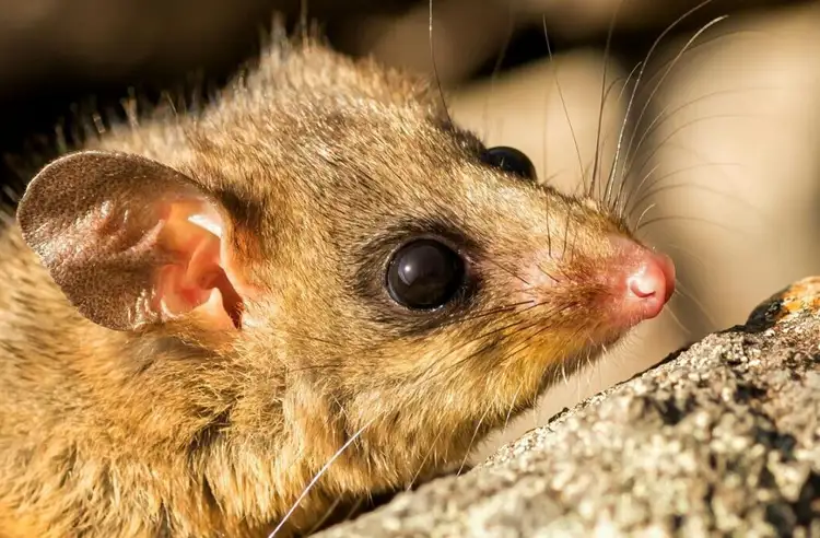 38757_wild-mountain-pygmy-possum_offsite_mpp-maleamie-hindson-2018.jpg