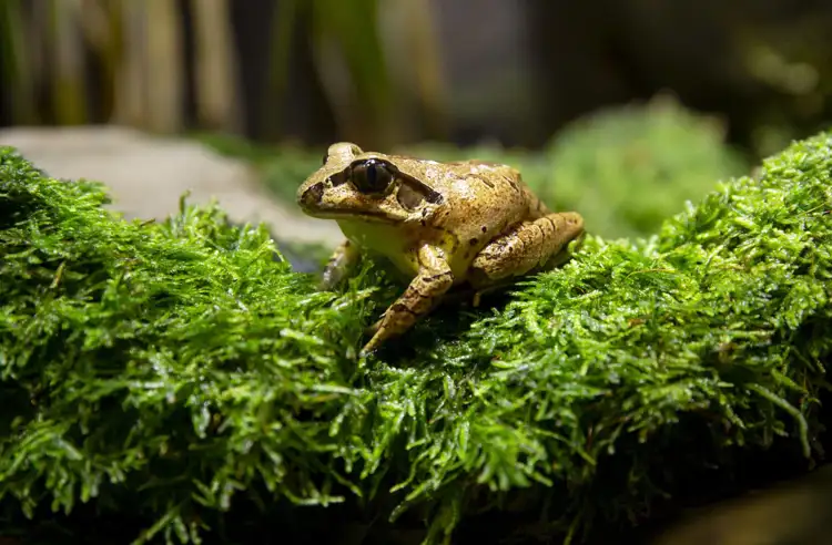 22212_stuttering_frog_melbourne_zoo.jpg