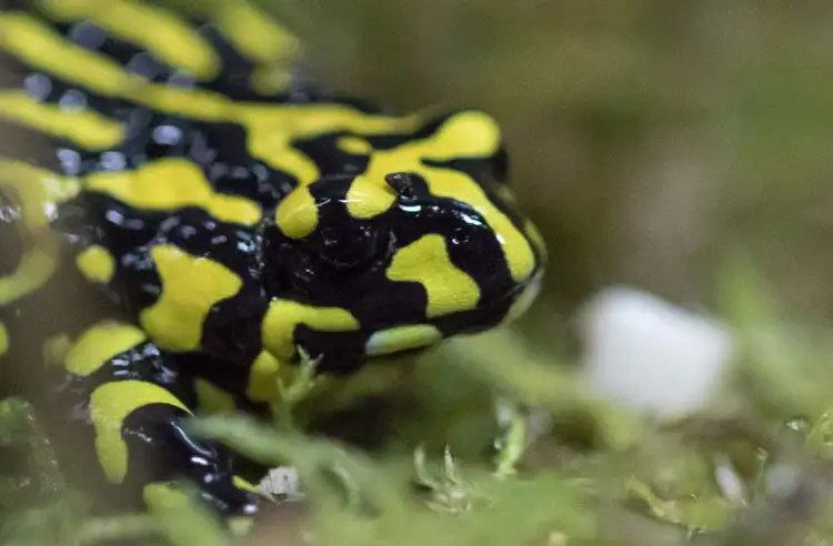 1550_southern_corroboree_frog_melbourne_zoo.jpg