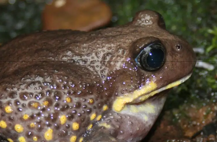 23479_giant_burrowing_frog_-_credit_required_offsite1.jpg