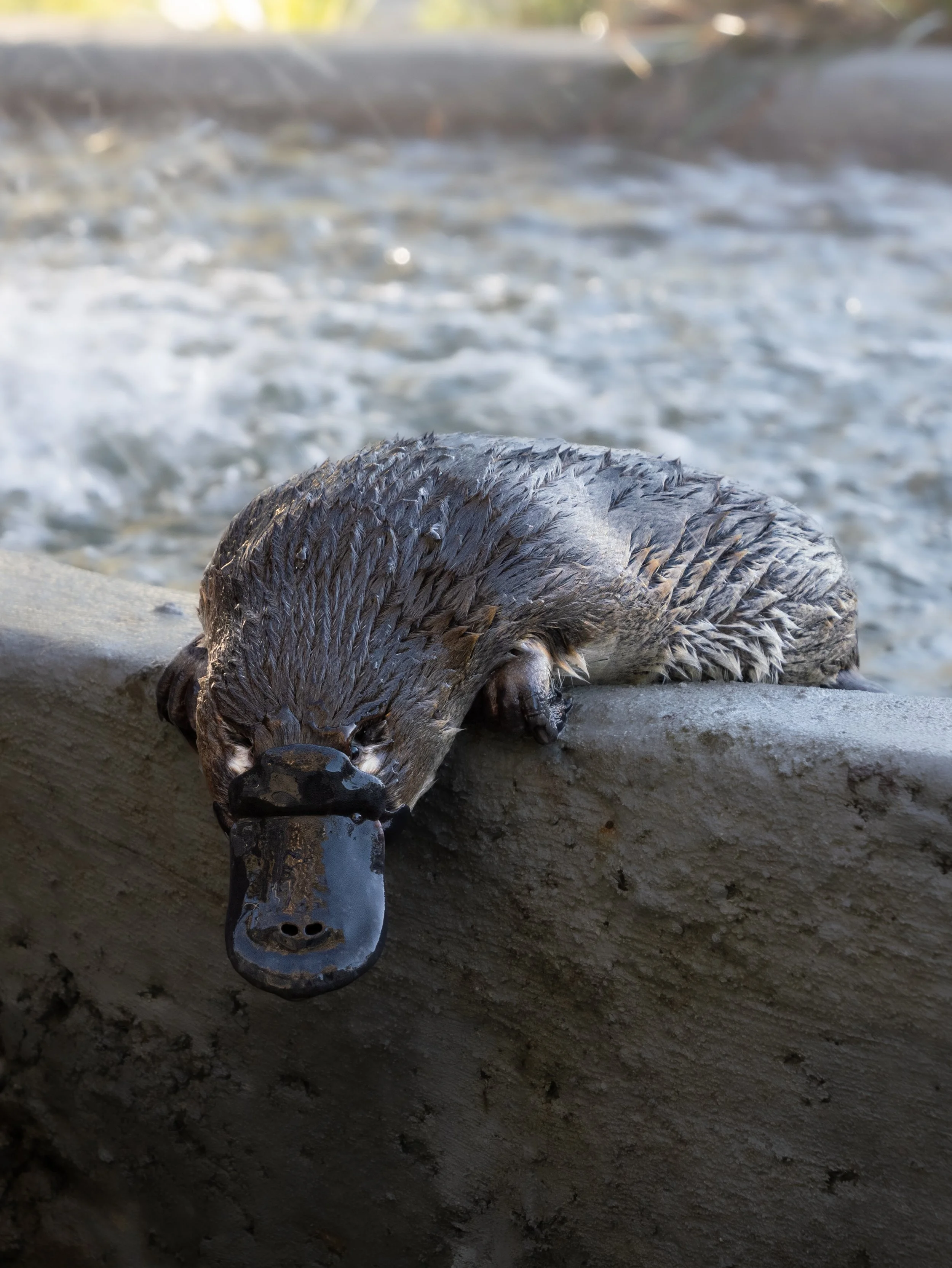 Millsom tests the waters-7.jpg