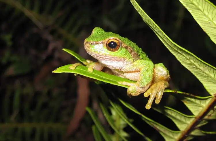 2372_spotted_tree-frog_offsite1.jpg