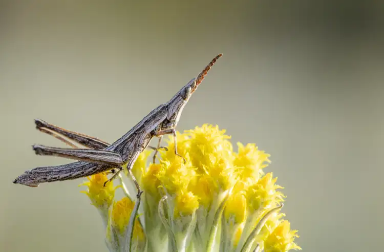 keys-matchstick-grasshopper-translocation_header.jpg