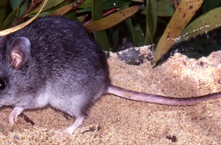 13940_smoky-mouse_healesville-sanctuary.jpg