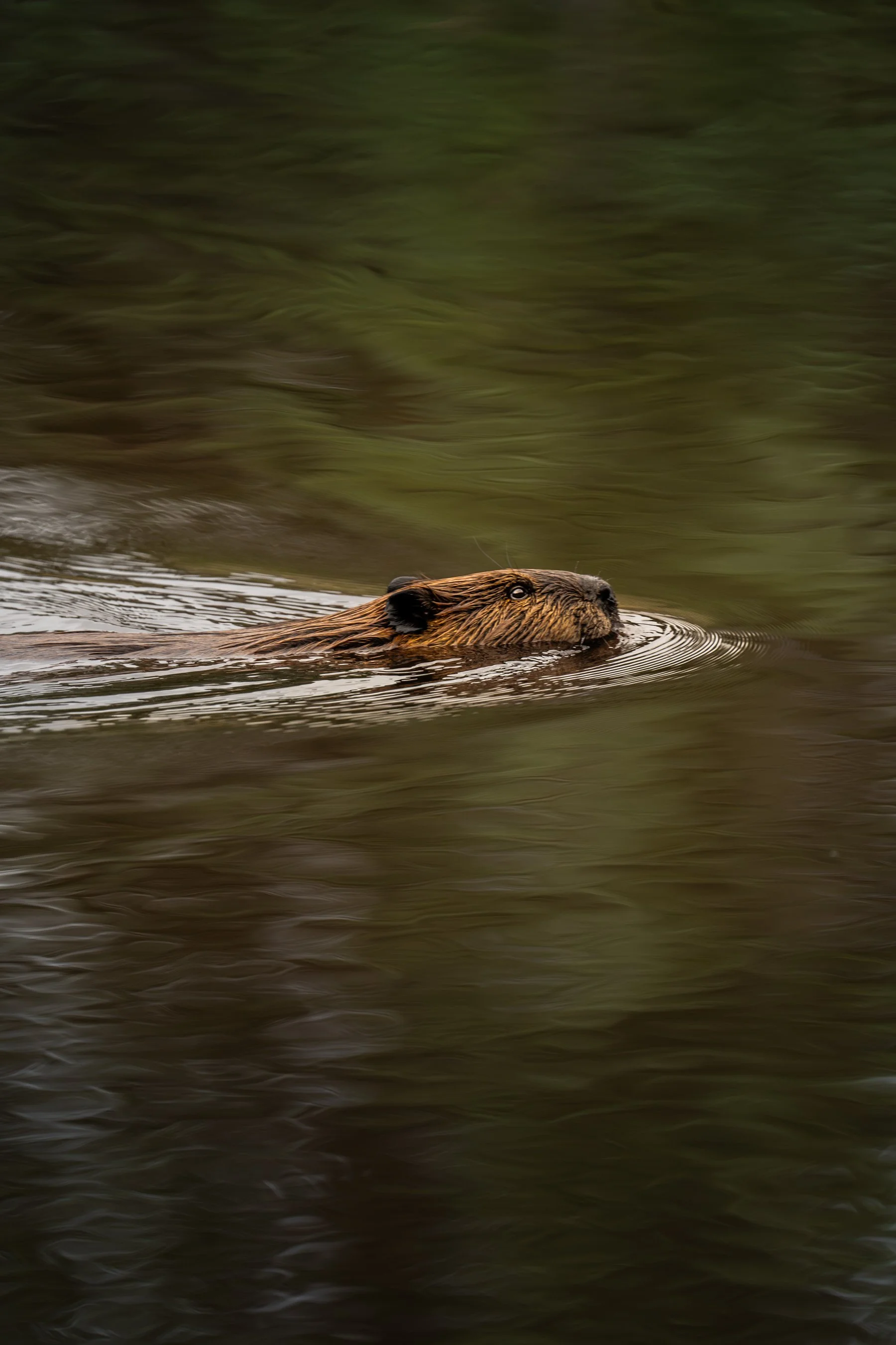 beaver5.jpg