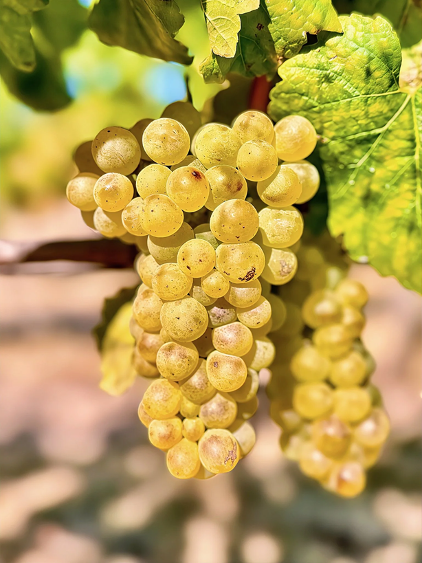 2027 Release: 2025 Sonoma Coast Chardonnay