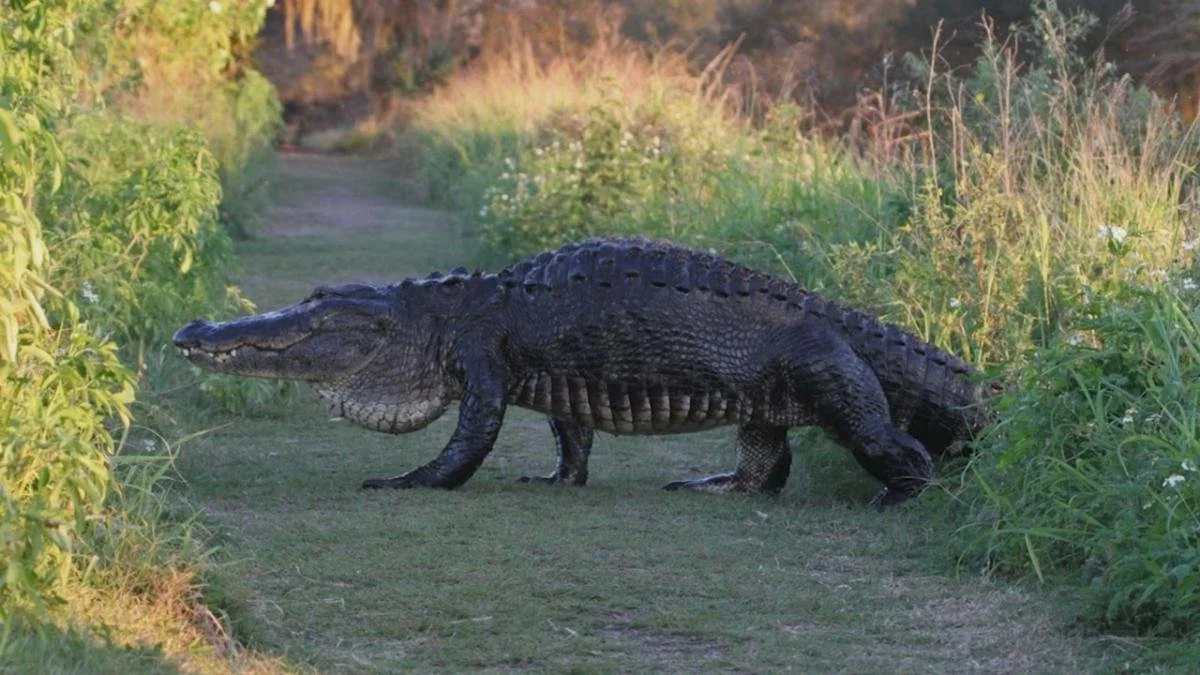 Circle B Bar Reserve

(15 minutes away):

One of Florida's premier wildlife destinations featuring nature trails, birdwatching, and native wildlife.
