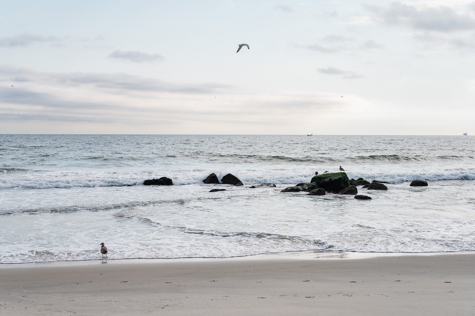 Seaside view with rocks, seagulls, and gentle waves on a cloudy day
