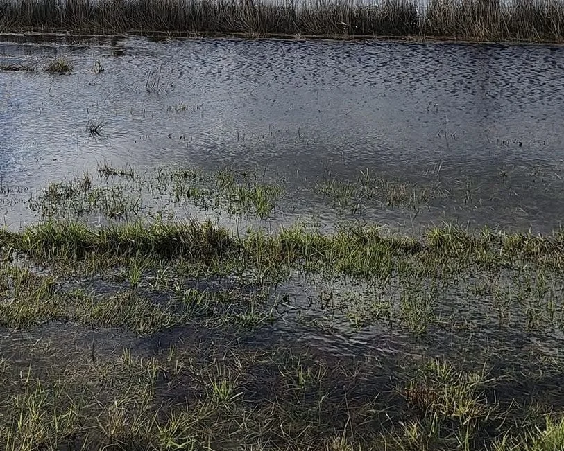 Winter Rain in South Gippsland: When Is Standing Water a Problem?
