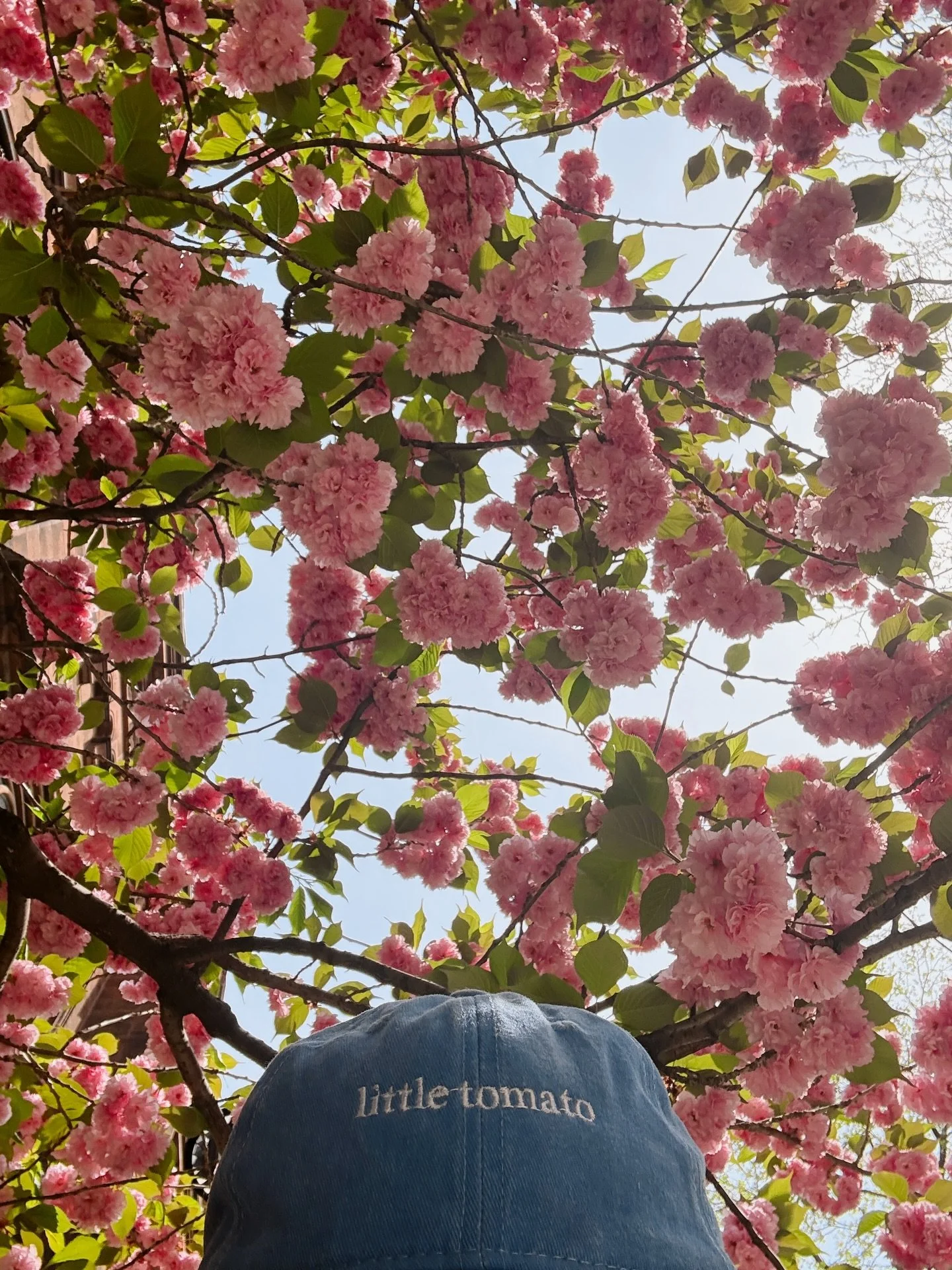 a season of growth 🌸🌷🌱 I&rsquo;ll never have enough photos capturing the beauty of NYC in the spring - my forever favorite! 🌸