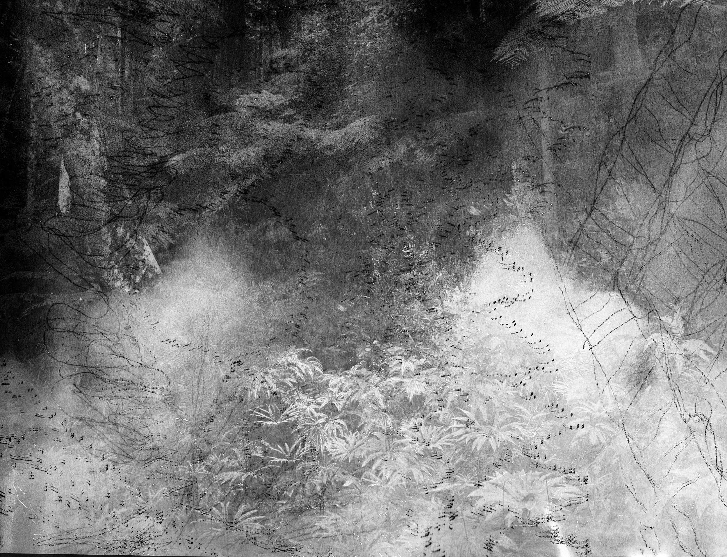 Photographic image of smoke and light moving through trees, overlaid with drawn marks