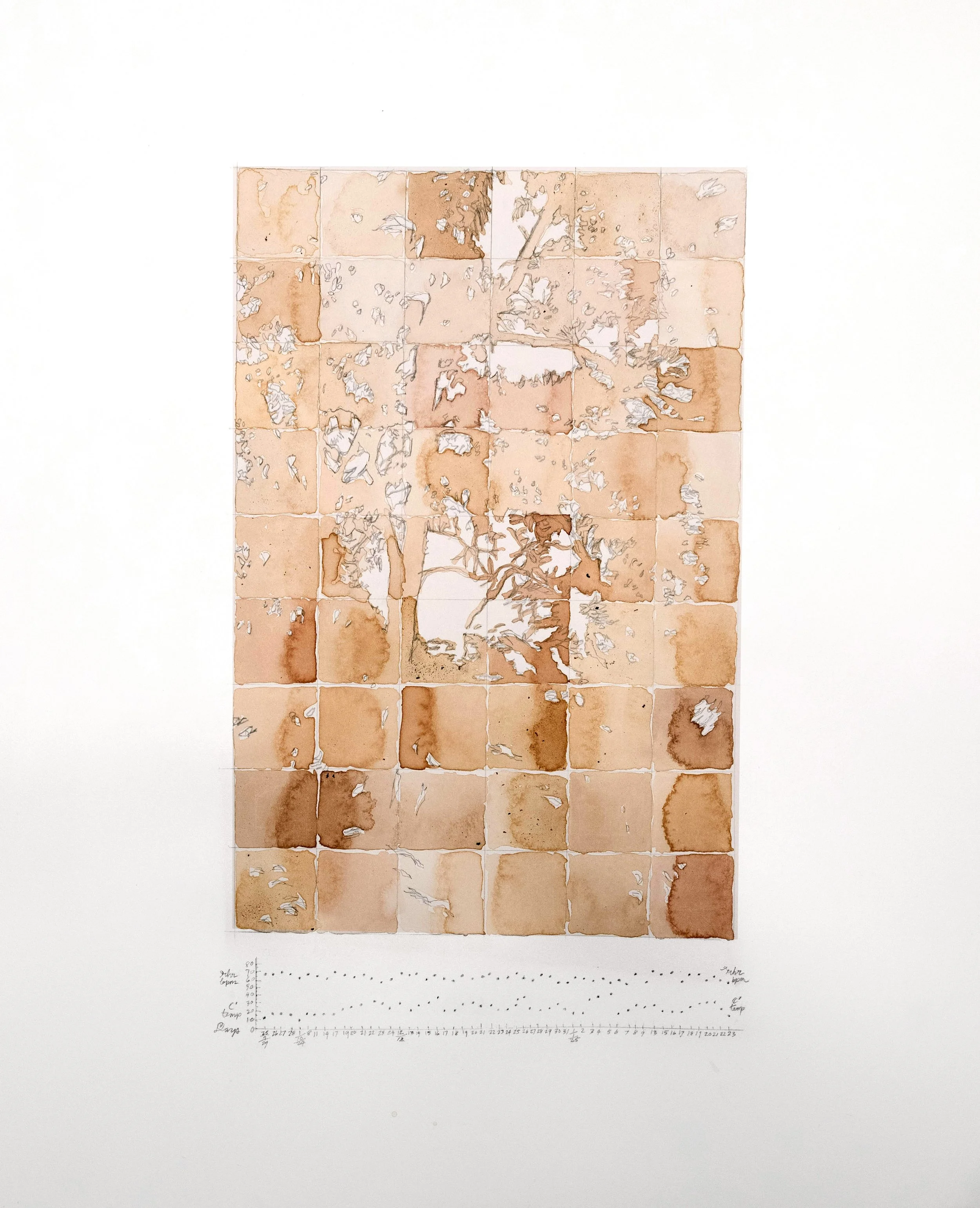 Everyday Holobionts: Waters’ Colour
2025

Fifty four days of environmental and physiological readings are rendered through lichen ink made from windfall species, chamber lye, and graphite on paper. Peppermint gum silhouettes, the host trees from whic