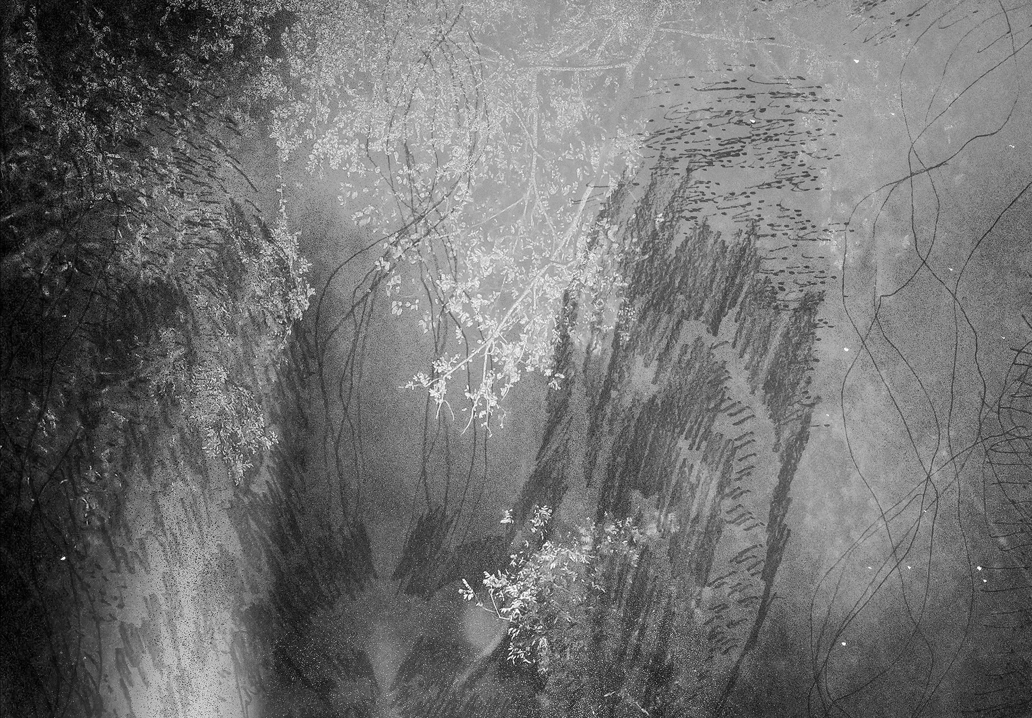 Spectral photographic image with hand-drawn lines over foliage and light, monochrome