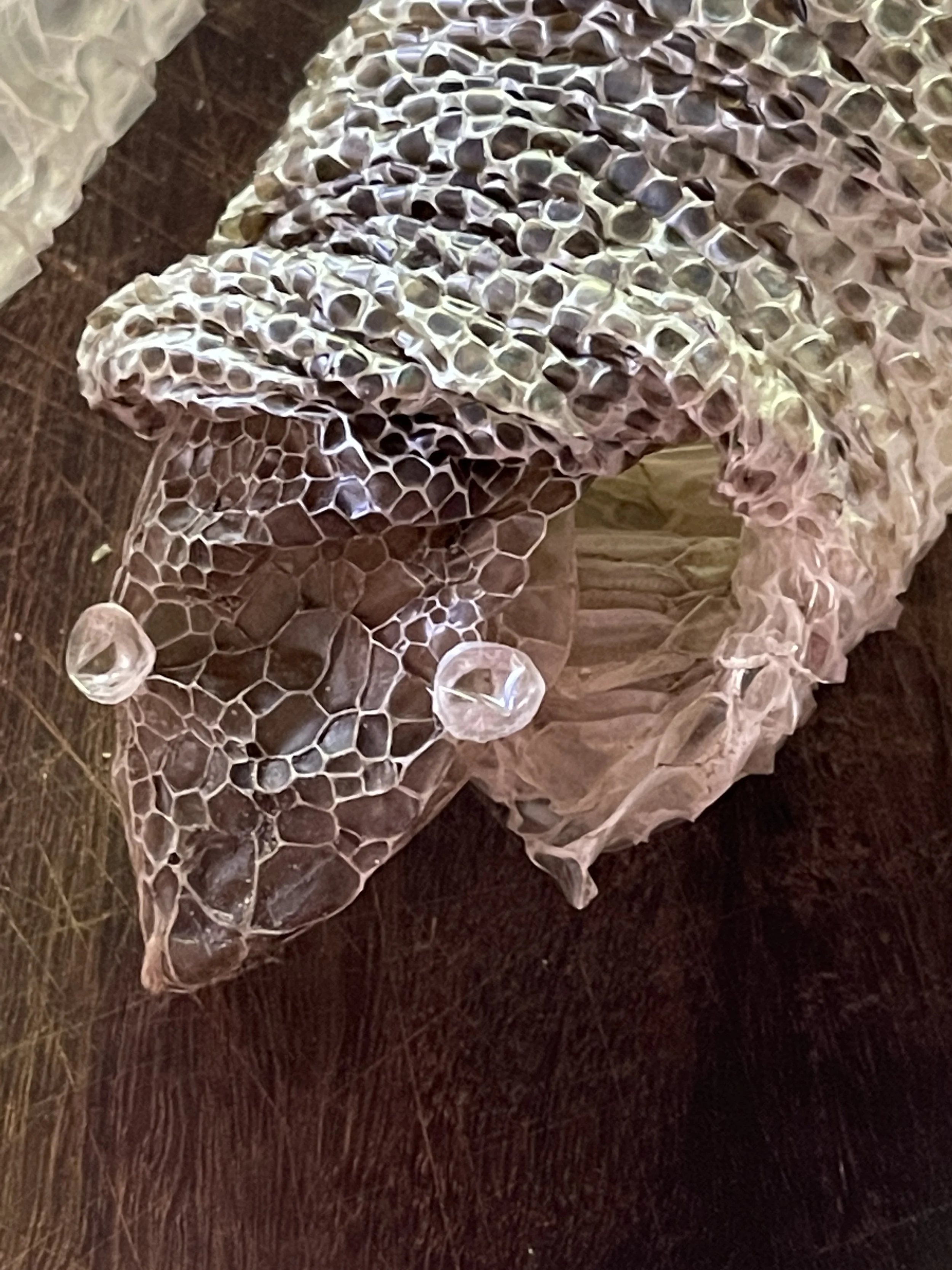 IMG_3316.jpeg