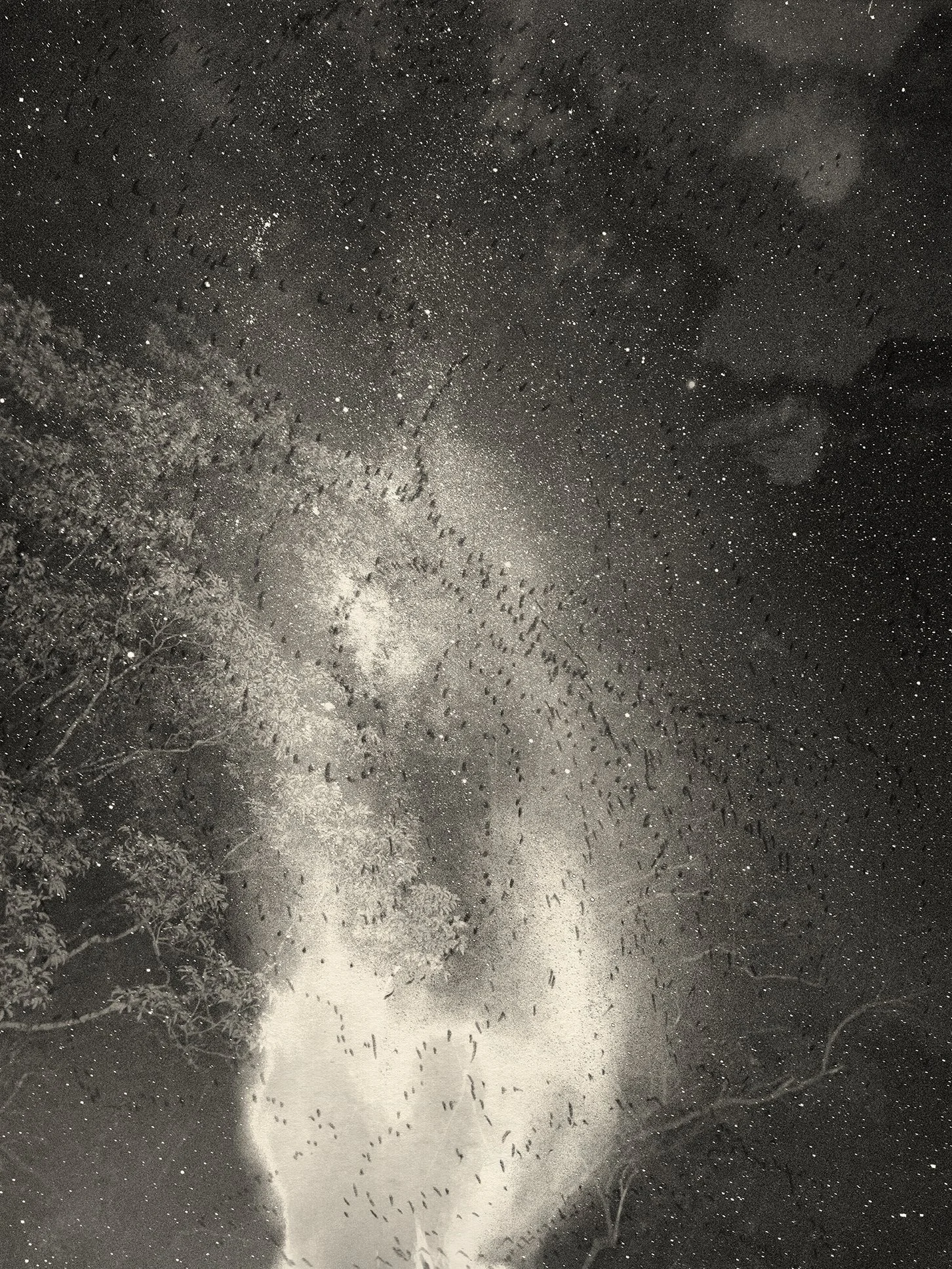 Photographic image of smoke and light moving through trees, and the night sky filed with the eye of the galaxy, overlaid with drawn marks.