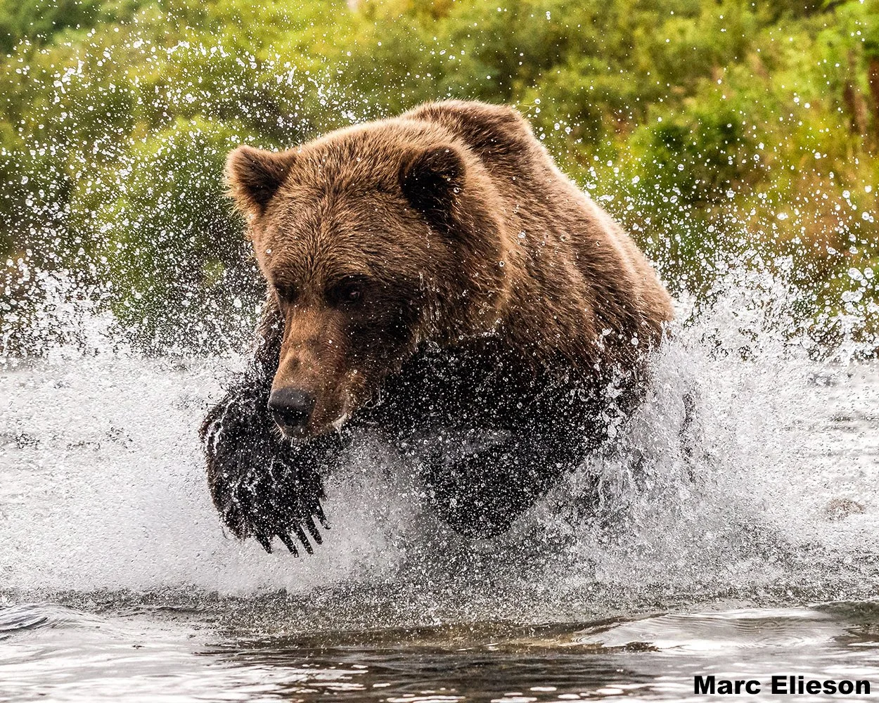 A bear running through water with splashes, with green trees in the background.