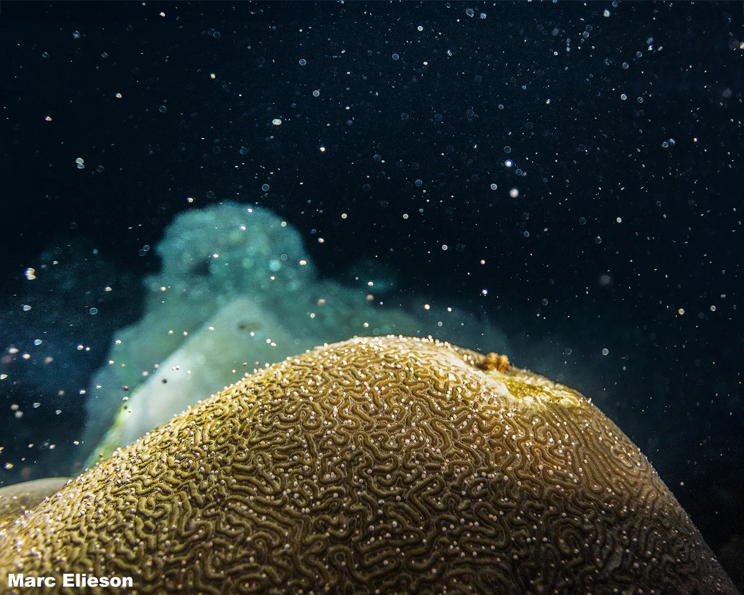 Close-up of a brain coral with detailed, maze-like patterns underwater, with bubbles and particles floating around.