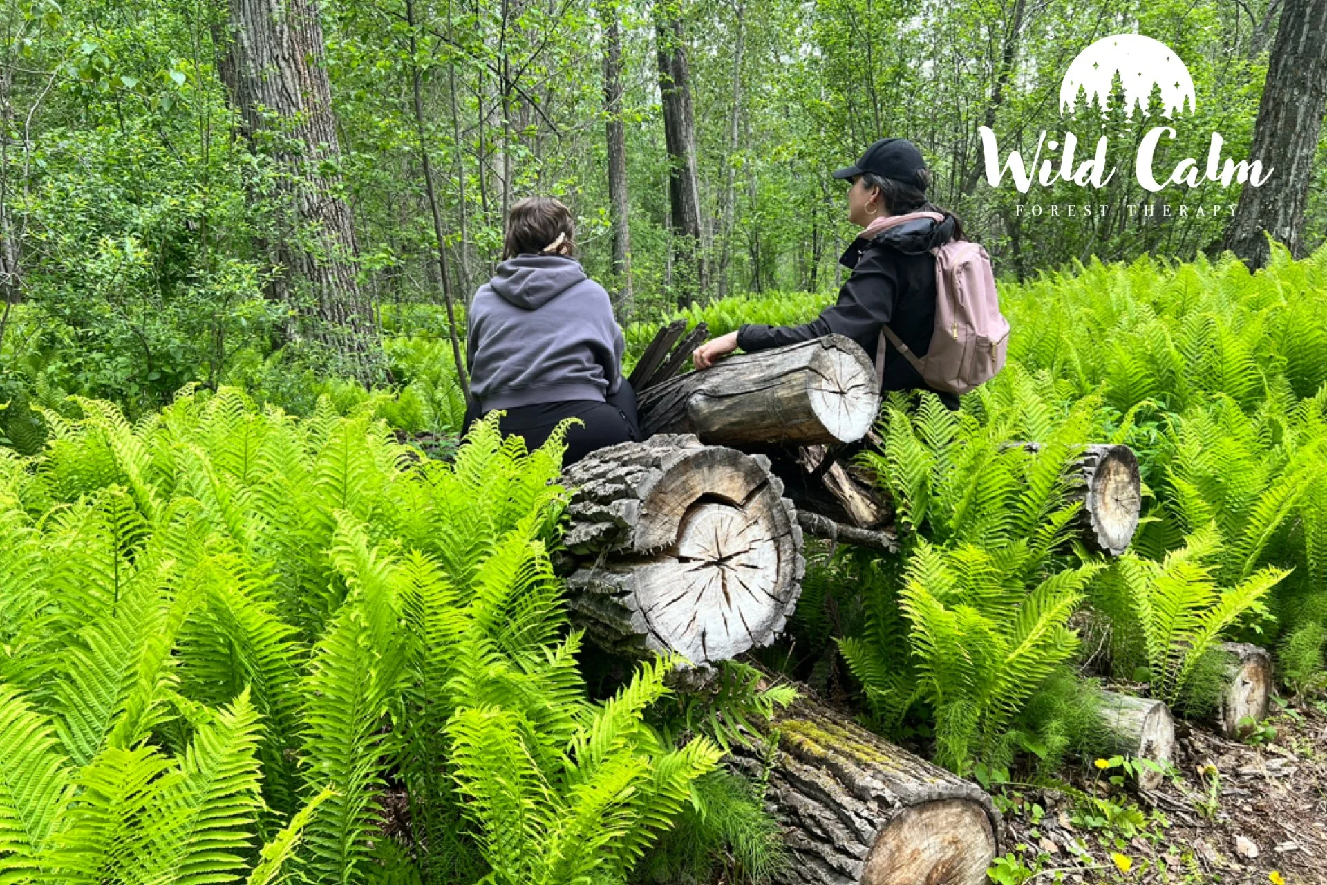 Fern Glades Guided Forest Therapy Experience