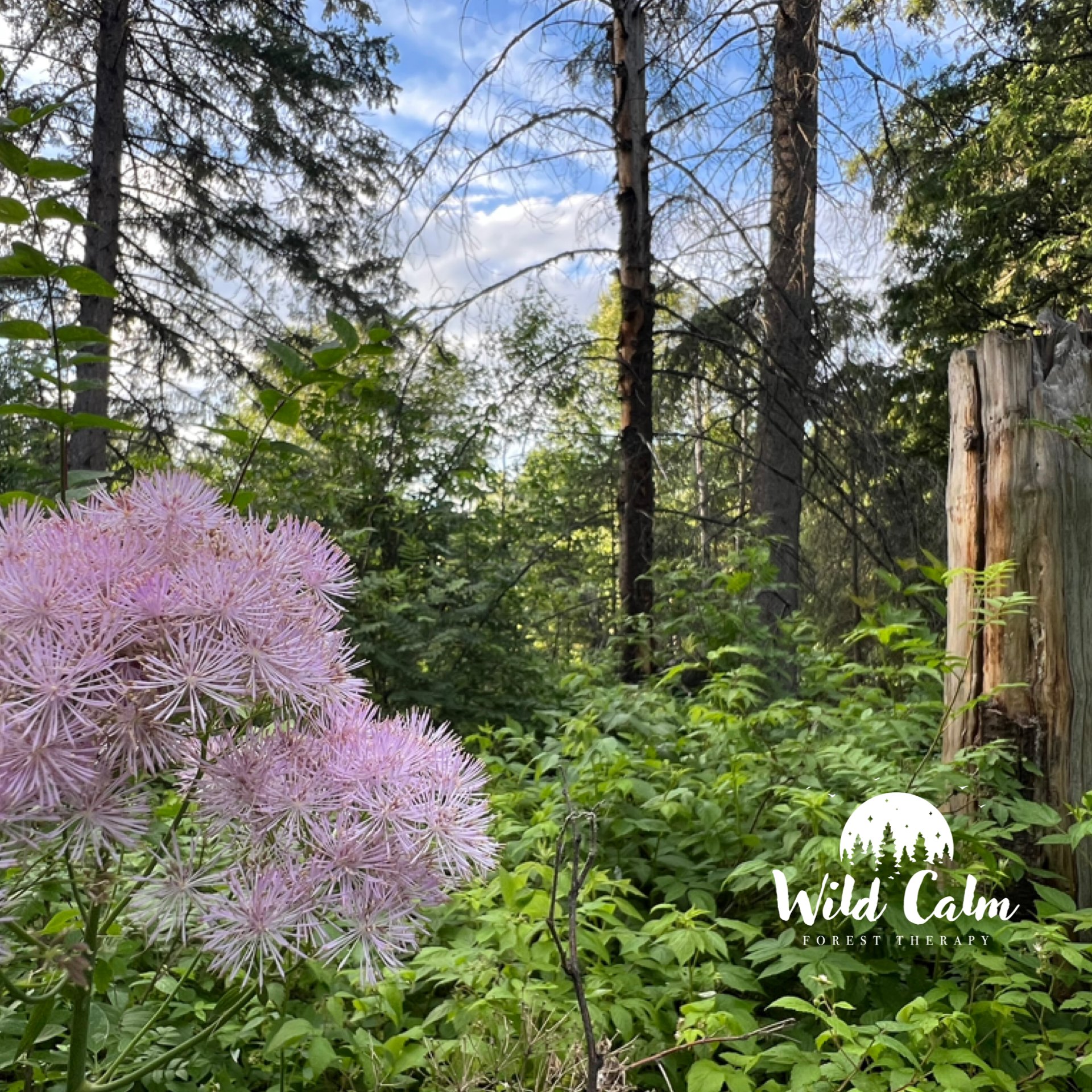 Guided Forest Therapy at the Botanic Garden