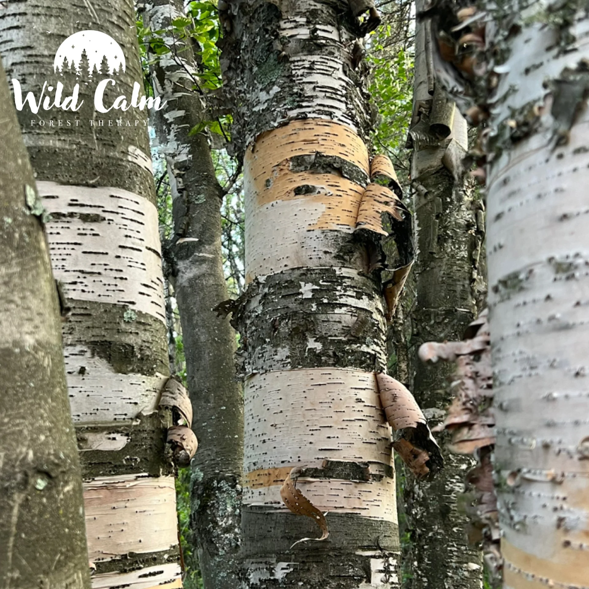 Guided Forest Therapy at the Botanic Garden