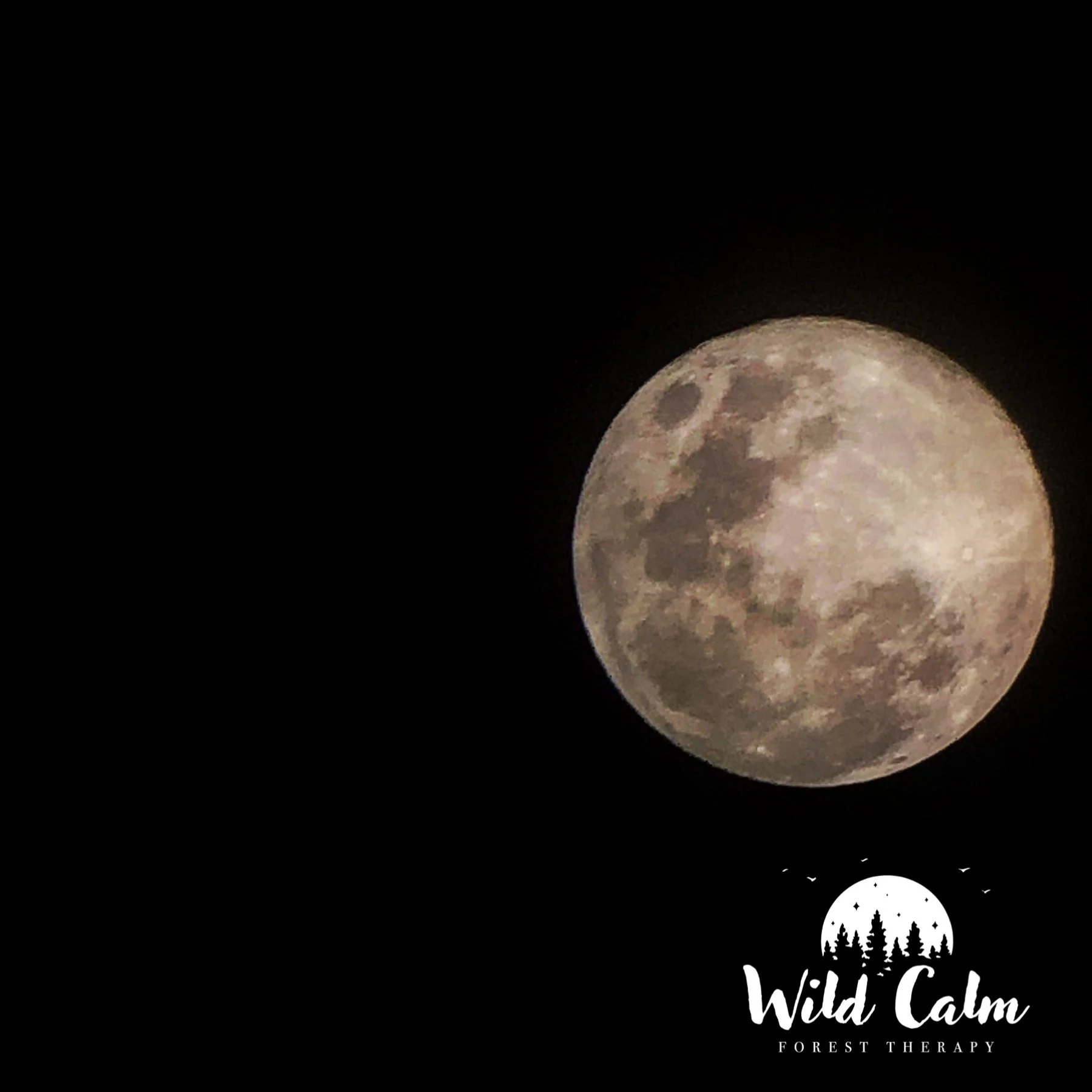 Full Moon Guided Forest Therapy Experience