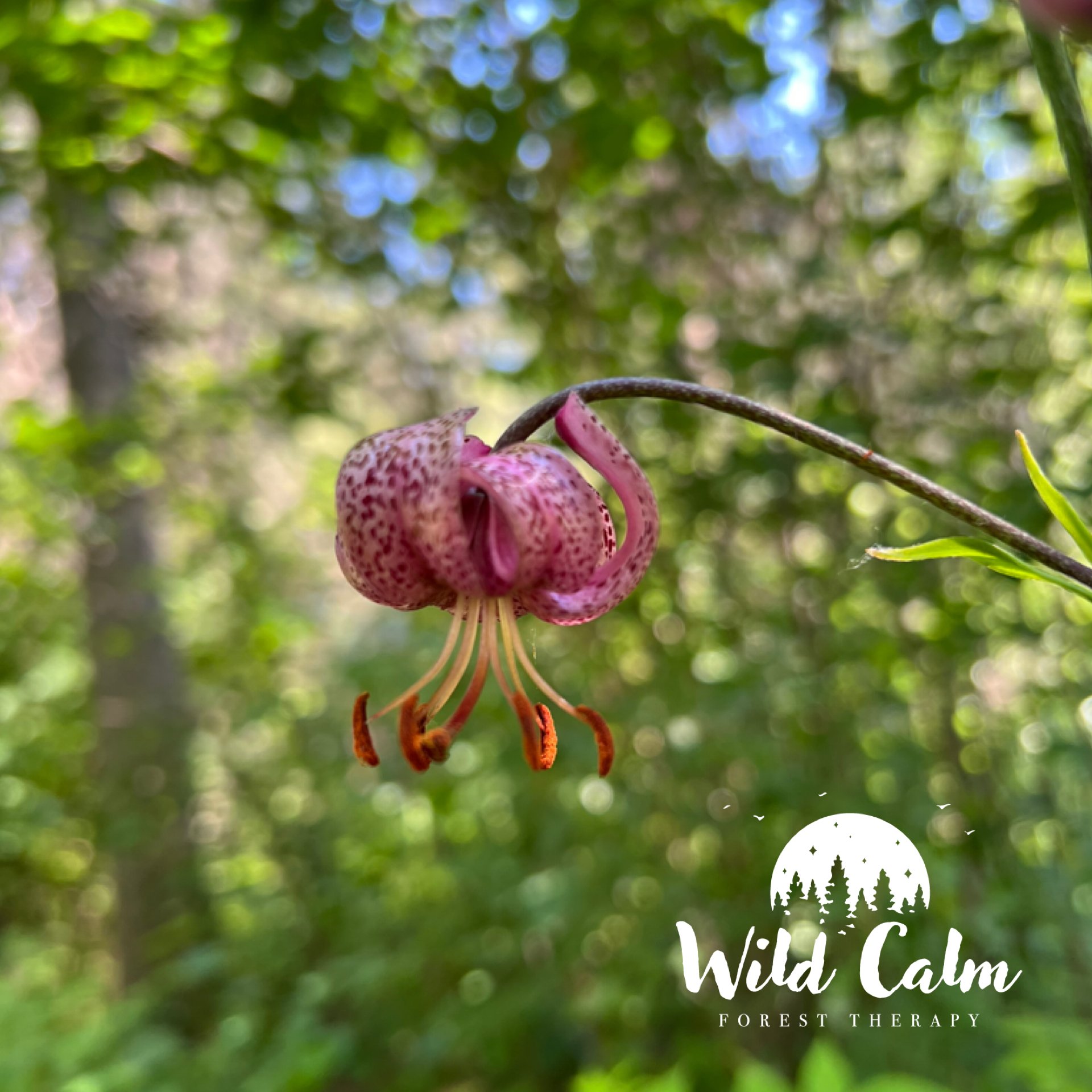 Guided Forest Therapy Experience (add onto your Twilight Picnic at the Botanic Garden)