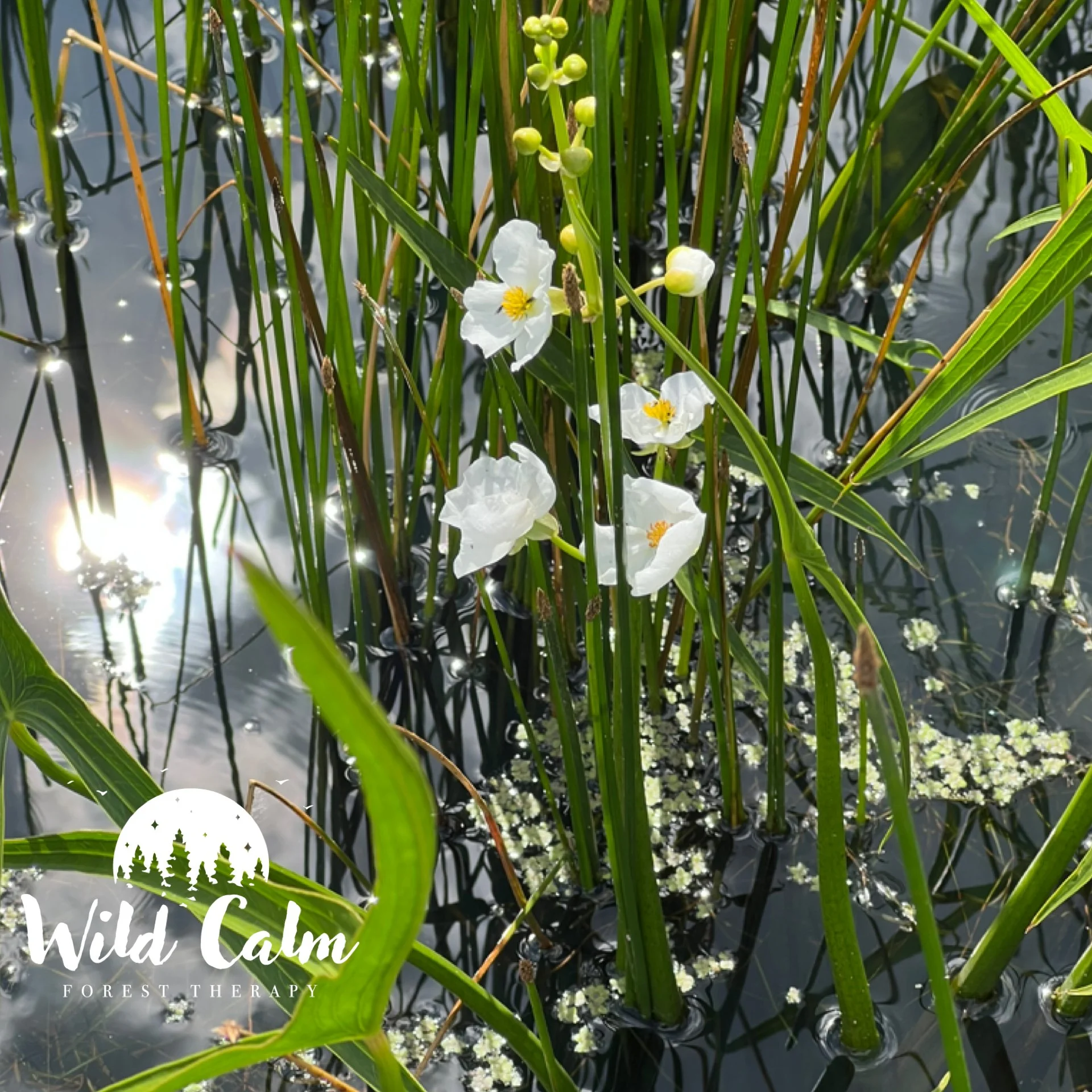 Guided Forest Therapy Experience (add onto your Twilight Picnic at the Botanic Garden) 