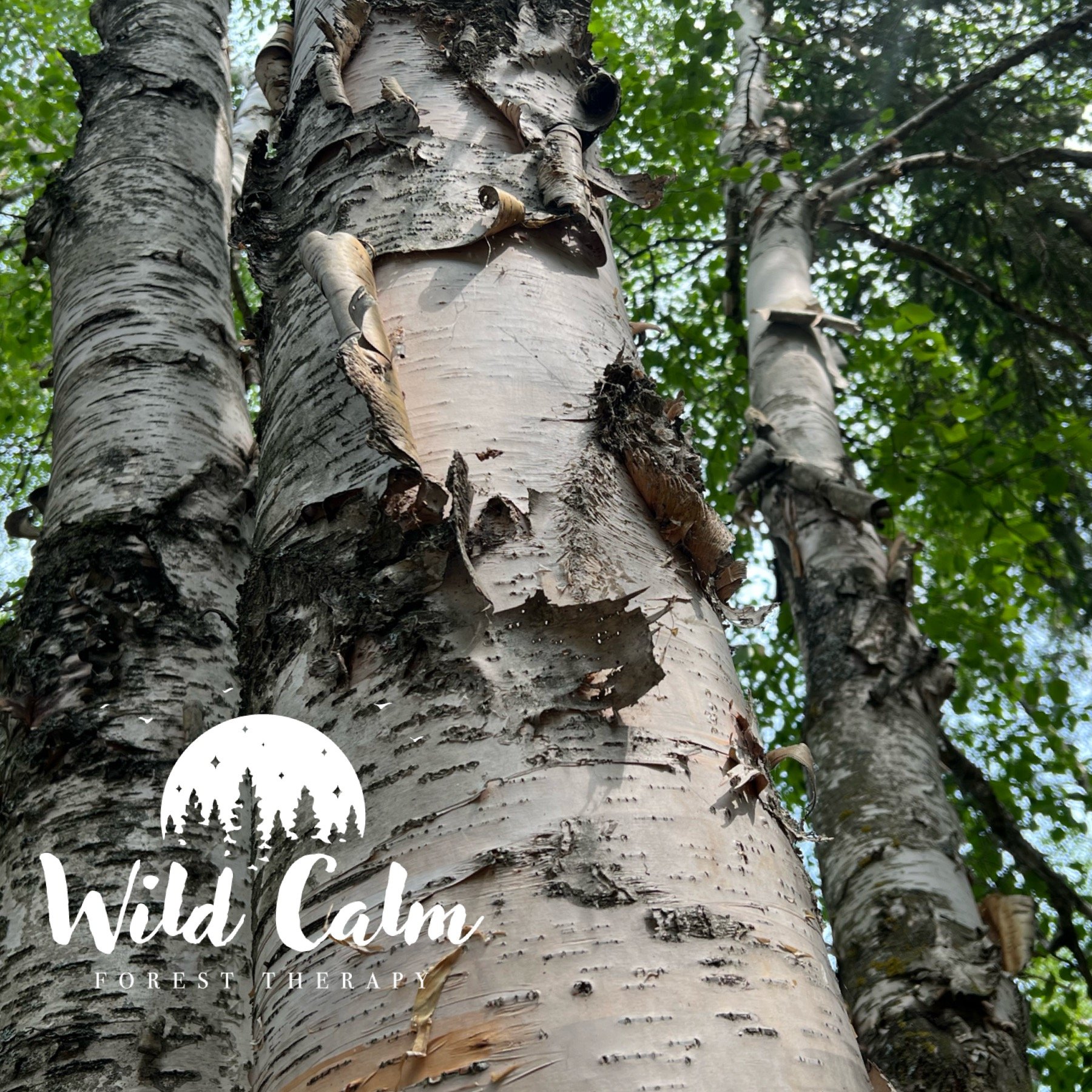 Introduction to Guided Forest Therapy 
