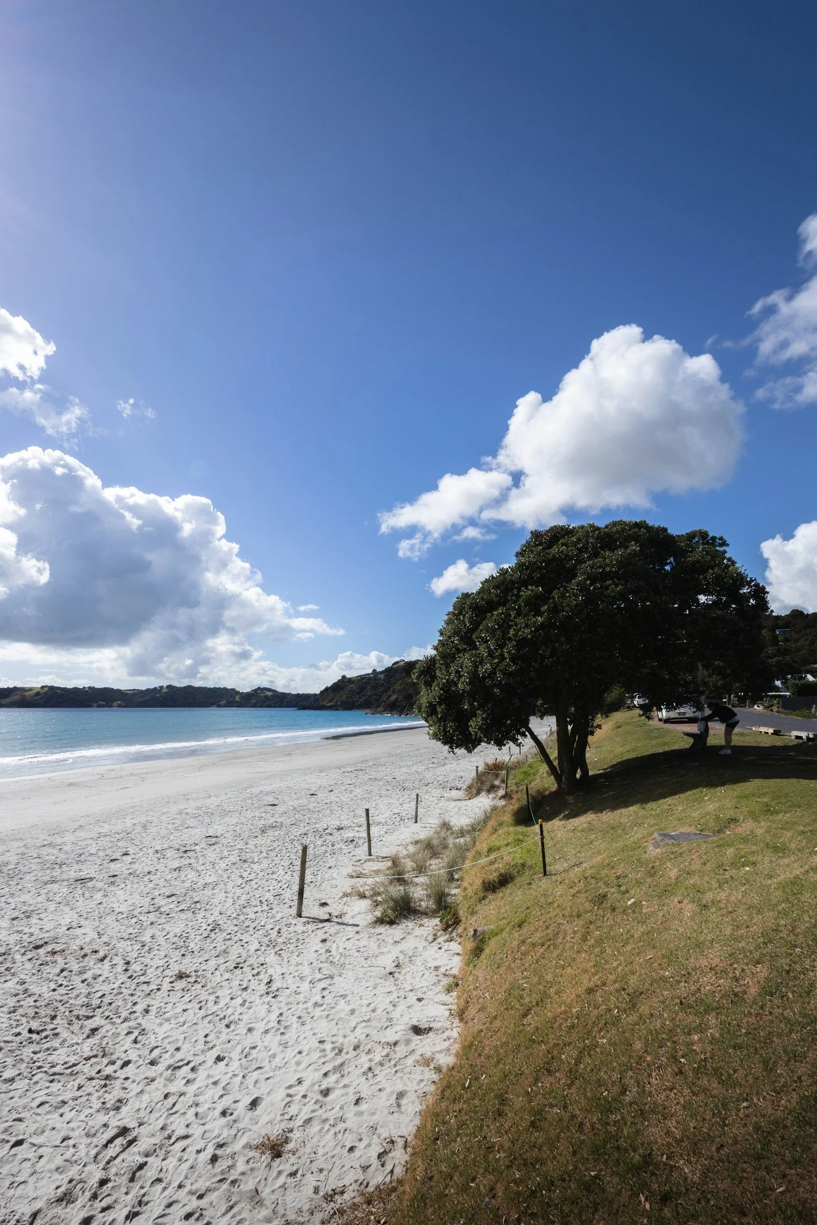 Sunny beach with white sand, calm blue water, a large tree on the grassy area, and a person sitting on a bench under the tree. Few clouds in a bright blue sky.