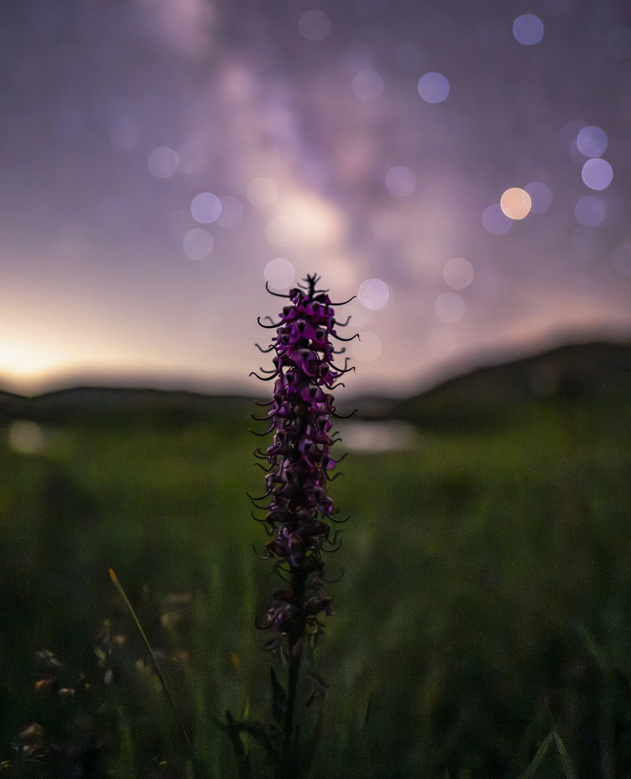 _DSC9258 copy-web.jpg