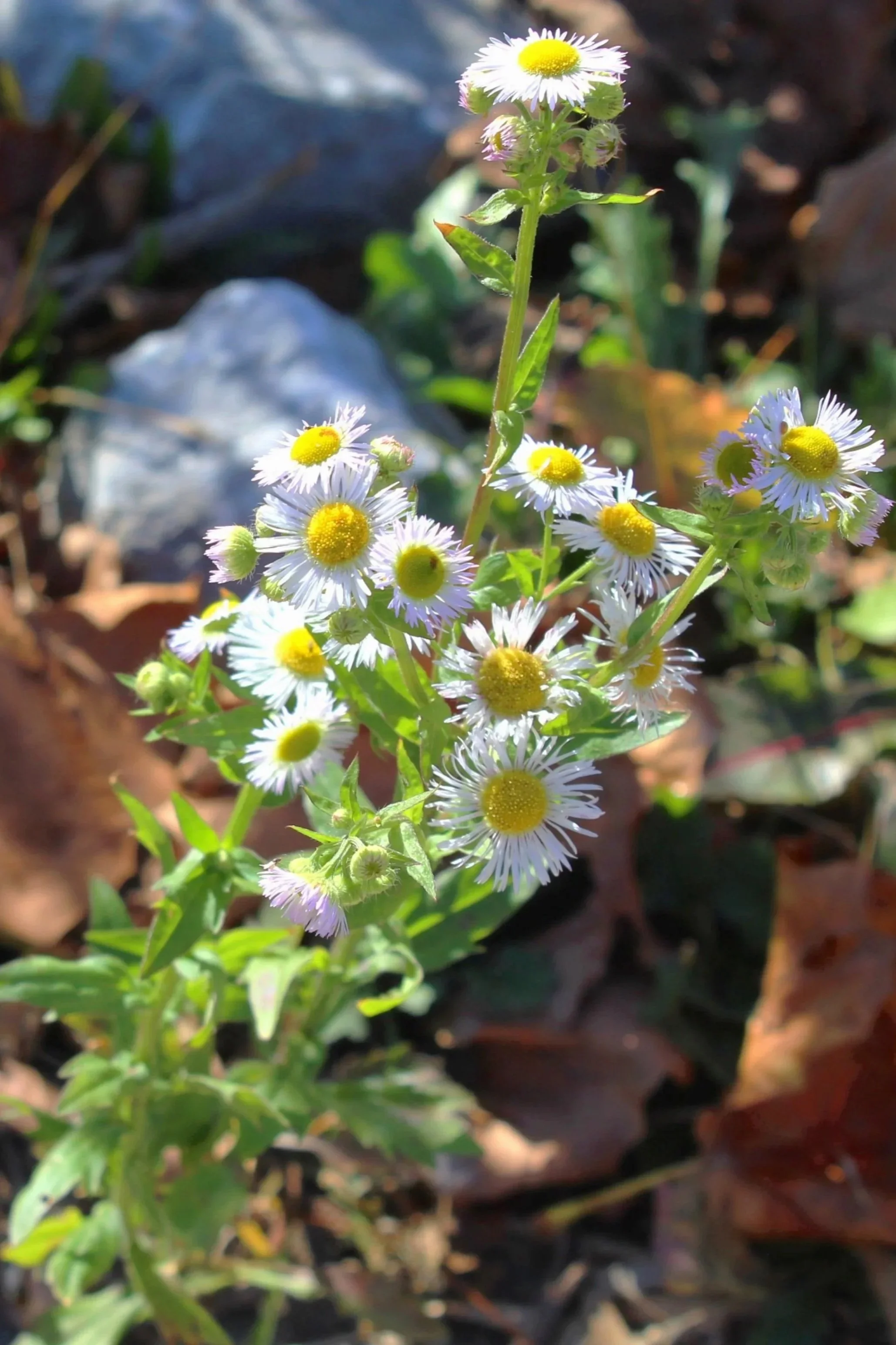 Find your truest self and grow